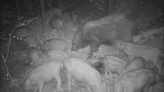 箱檻でのイノシシの群れ捕獲