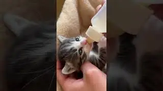 The kitten drinking milk.🐱💓 Watch this adorable moment #cute #kitten #milk