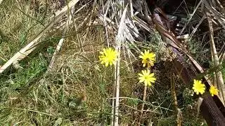 Honey bee collects nectar from dandelion flowers on windy day 🐝 🍃
