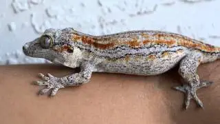 Gargoyle Gecko General Care and Info