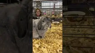 Cute Floppy Bunny! #floppy #cute #bunny