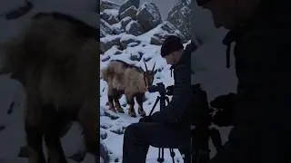 Mountain Goat Encounter