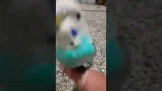 my bird's snowflake