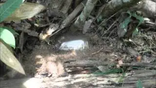 Ofensiva contra el frente 33 de las Farc, en El Catatumbo