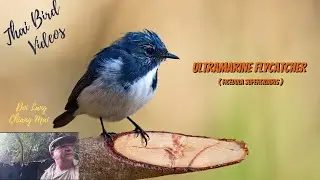 Ultramarine Flycatcher (Ficedula superciliaris)  - a Birding Adventure in Thailand
