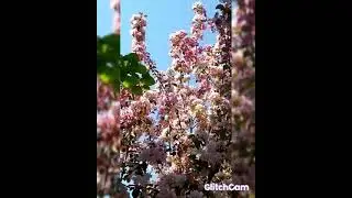 apple 🍏🍏🍏 tree's and spring flowers 🌼 🌼 🌼 🌼 🌼 🌼 😍 весенние цветы яблониПРЕКРАСНЫЕ ЯБЛОНИ Сакура