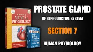 Prostate Gland | Anatomy, Functions & Clinical Importance | Physiology