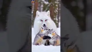 Wolf and two baby #shorts
