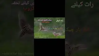 quail sounds for night time