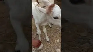 Gaumata # toung muscle protusion #injury # cow calf # Short's