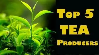 Top 5 World Largest Tea Producers