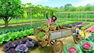 Harvest: Ambarella, Chayote,  Purple Kale, Spinach, Tatsoi To Sell At The Market &ndash; Cook, Garden