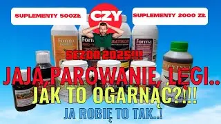 Gołębie Pocztowe -SUPLEMENTACJA.ZACZYNAM PRZYGOTOWANIE.