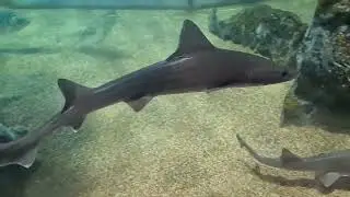 Rhyl Seaquarium