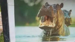 Naivasha's Best-Kept Secret: Wildlife Encounters, Boat Rides, Muthu Lake Naivasha Country Club Tour