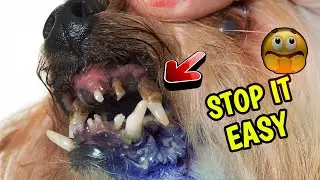 How can you prevent plaque in dogs Doing these simple Tips - MUST WATCH