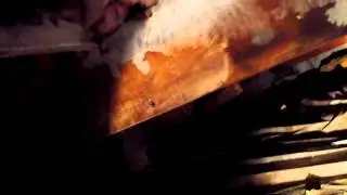 Home Inspector Seattle Finds Structural Mold Damages | (425) 207-3688 | CALL US!