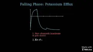 Energy Transfers Between Neurons (in the brain): Electrochemical Potential Energy