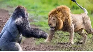 Most Amazing Big Cats Hunting AttackCompilation Cheetah Lions Jaguar Leo