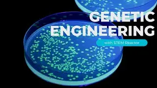 STEM Reactor - Genetic Engineering: Transformation of E.Coli Bacteria with Green Fluorescent Protein