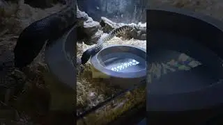 black headed python