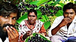 alla neredu pallu harvesting black jamun fruit Telugu video #srikanthlocalboyvlogs