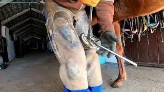 Transforming a HORRIFYING Hoof &ndash; Watch the Stunning Results!