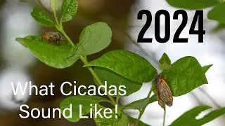 What 2024 Cicadas Sound Like!