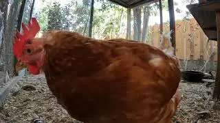 Backyard Chickens Fun Video Eating Food Scraps Sounds Noises Hens Clucking Roosters Crowing!