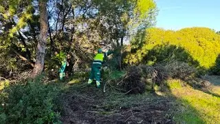 Noticia Limpieza y aclareo de la 