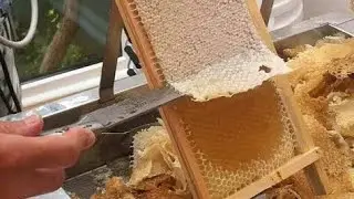 مهندس ابو انس النجار والحديث عن صحة خلايا النحل وعلاقة ذلك بالانتاج مهم جدا الاستماع للاستفاده
