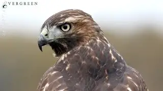 Birds of the Columbia River Basin