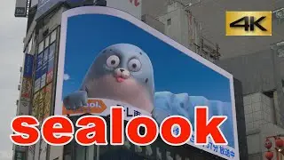 4Kネコ歩き～シールック・かわいいアザラシが高速ベロ出し～