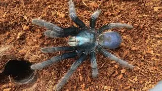 HAPLOCLASTUS DEVAMATHA REHOUSE & CARE