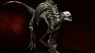 Rare dinosaur skeleton to be auctioned off in Paris