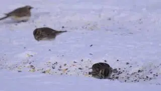 Lapland Longspurs