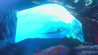 Masuuuuk AQUARIUM 🙂‍↔️ #jatimpark #aquarium3D #malang 