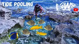 TIDE POOLING for Aquarium fish + Getting more NEW FISH #catchingaquariumfish #localfishshop