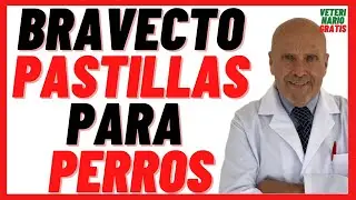 BRAVECTO Pastillas de Fluralaner 250, 500,1400,1000 mg 🟣 Antipulgas y Garrapatas para Perros Precio