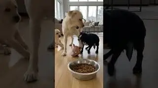 When Your Snack Time Turns into a Horror Movie 🍖😱