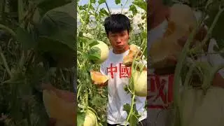 wow amazing melon fruit 🍓 #freshfruits #amazingfruitcutting #fruit #fruitfarming #amazingfruit