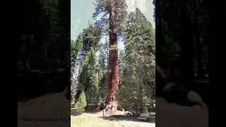 Sequoia NP May 2021 dmc