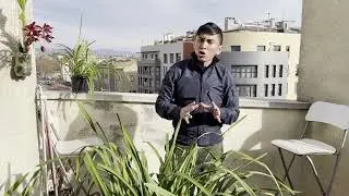 CYMBIDIUM GIGANTESCA EN FLOR (actualización)