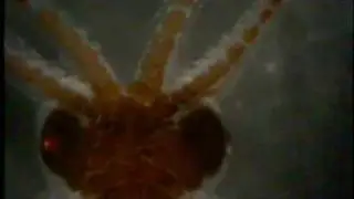 Juvenile Enteroctopus dofleini