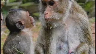 Old thin Mother stare to poor baby Lori say no milk| Little baby Lori take to Mother beg milk.