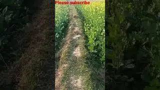 nature video/village nature blog/gramin prakriti/It's Inja