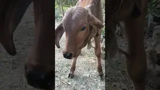 Cute little cow baby💟🐥😊😊 #love #viral #song #minivlog #ytshorts #animals #shortvideo #talkingcow