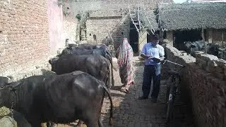 Animal breeding services at the doorstep of  farmers , Vibrant  Saurashtra ,Rajkot  (Gujarat)