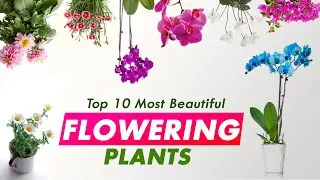 Best 10 Flowering Plants | flower plants names