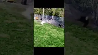 geese protect chickens from eaglegeese are very protective